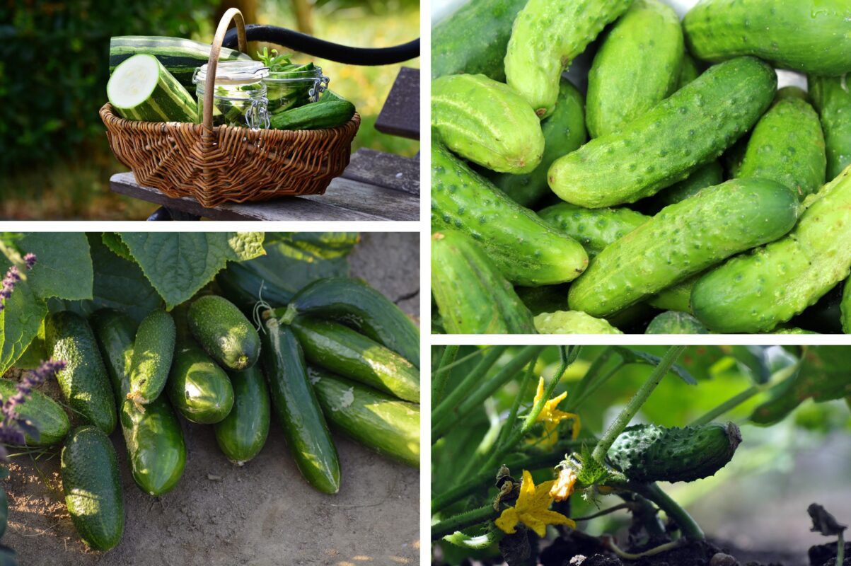 Агроном розповів, як подвоїти врожай огірків