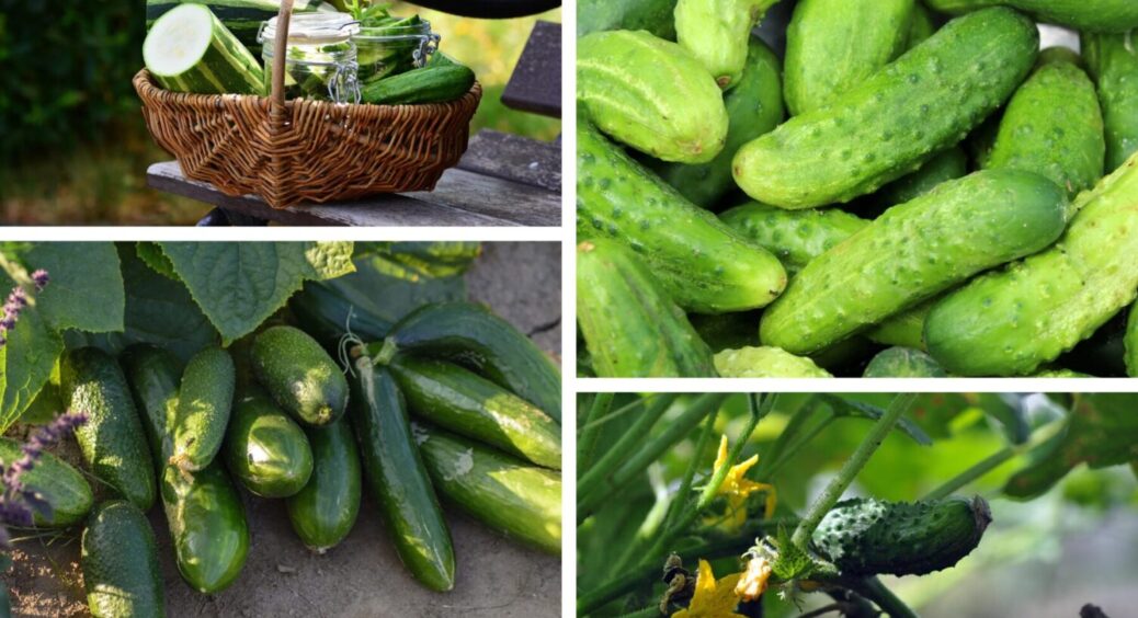 Не дозволяйте їм стелитись по землі: це з огірками роблять в Полтаві, щоб зібрати більше овочів 