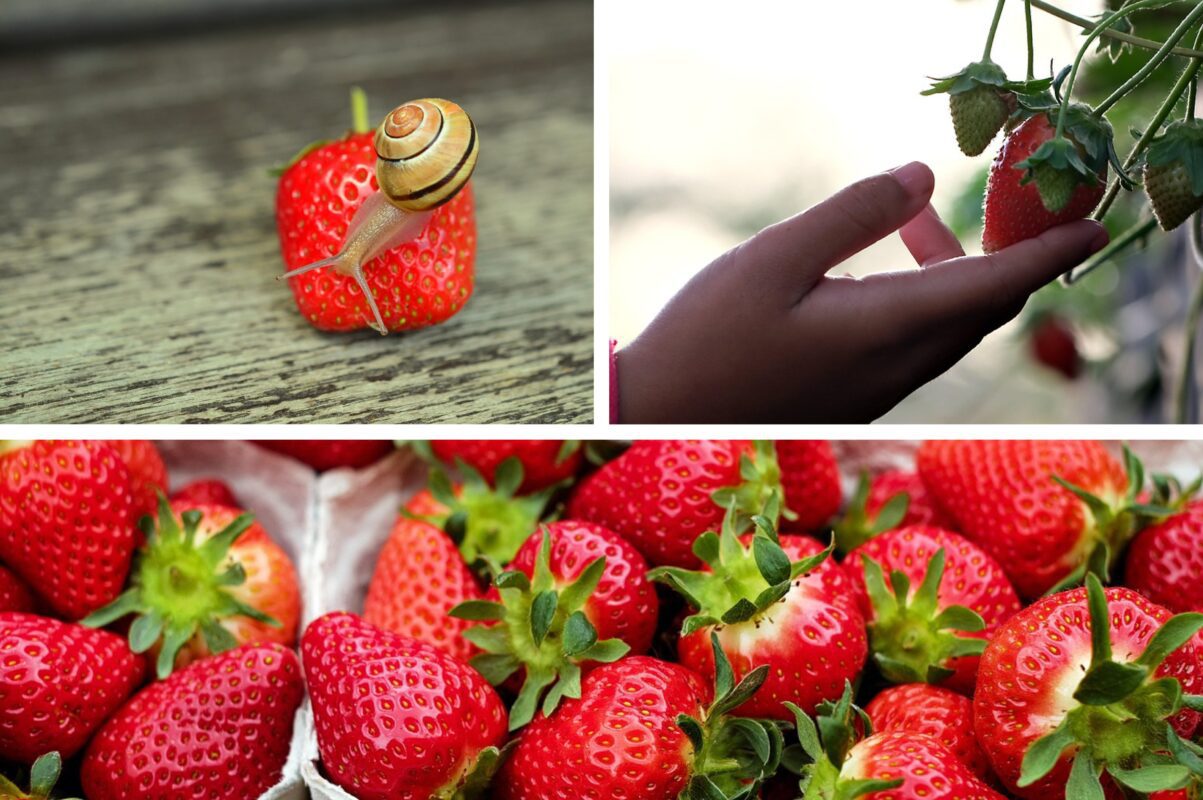 Садівники розсекретили, навіщо обрізати вуса полуниці і коли це краще зробити