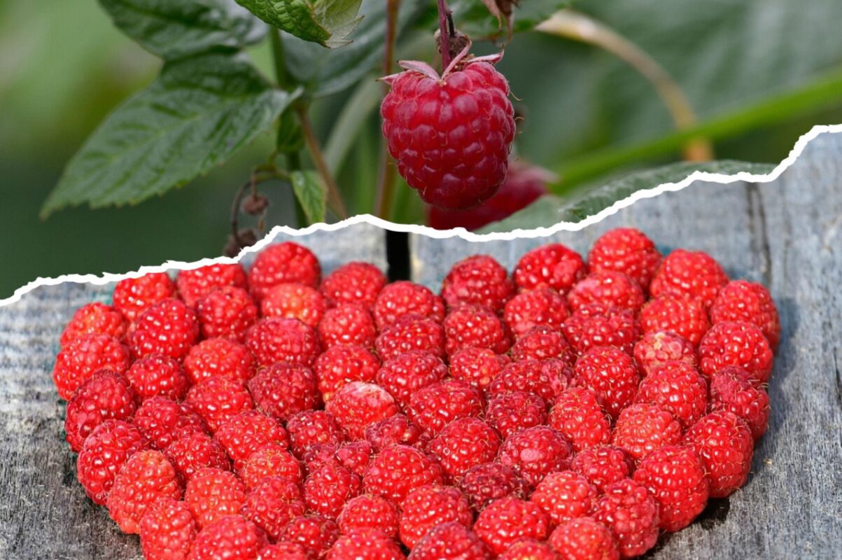 Експерти розсекретили, як зробити малину солодшою без додавання цукру