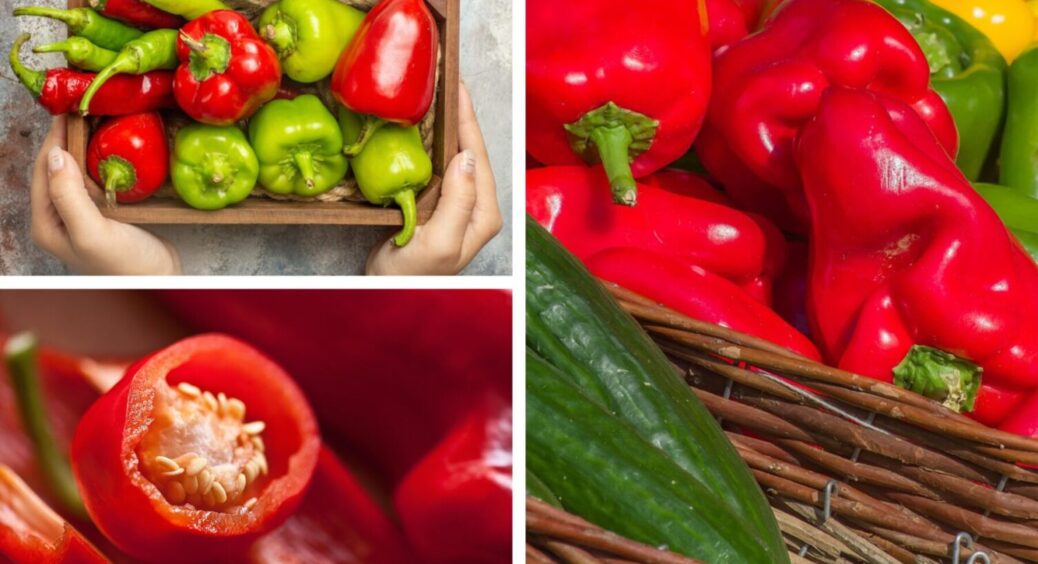 У червні даю тільки 3 “обраних” підживлення для перців: урожаю стільки, що роздаю сусідам 