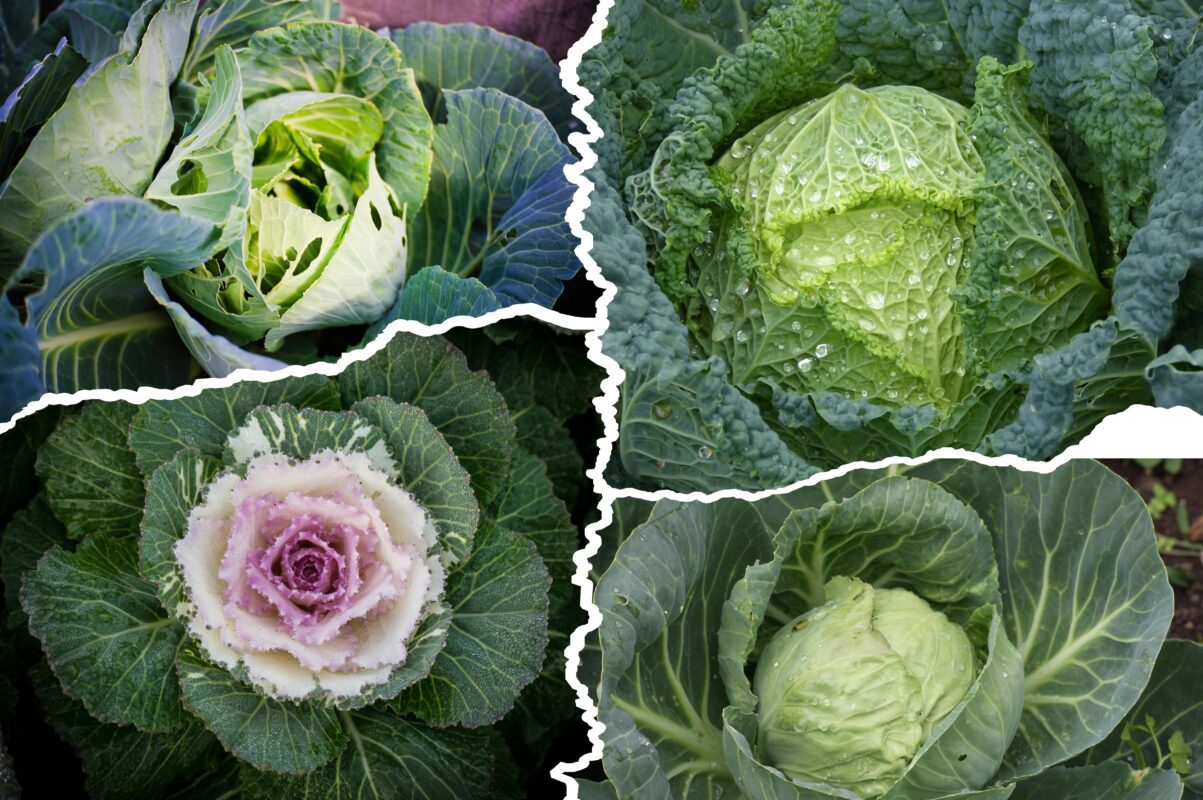 Городники розсекретили найкращі способи підживлення капусти в 2025-му