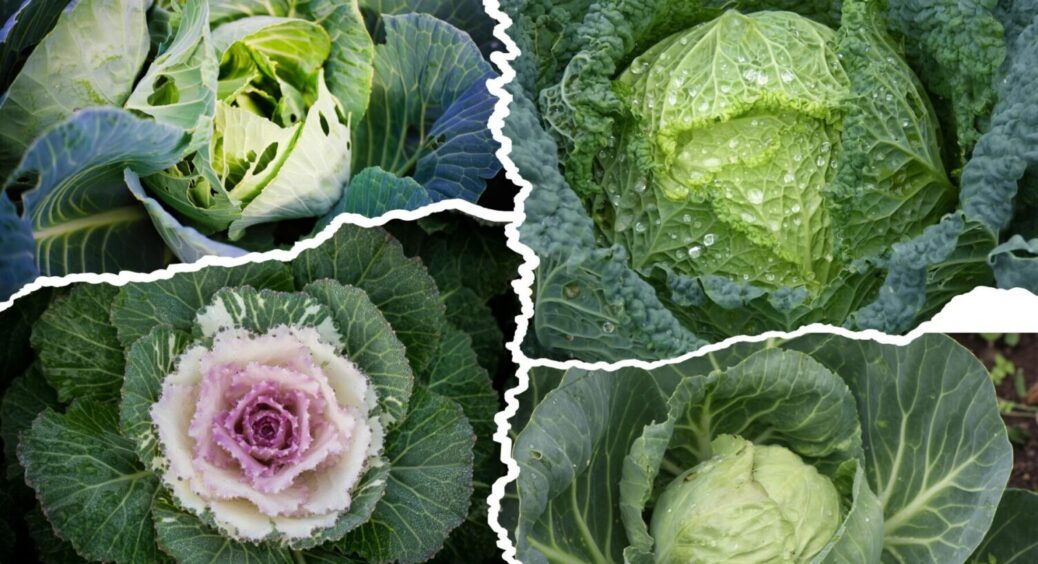 Ці 3 підживки – і качани здорові, як голови: чим полити капусту влітку, щоб врожай був ого-го 