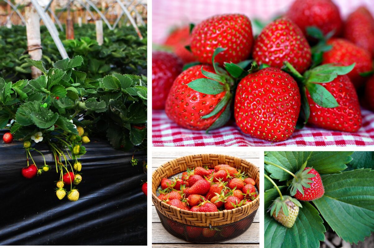 Садівники розповіли, чим підживити полуницю після збору врожаю