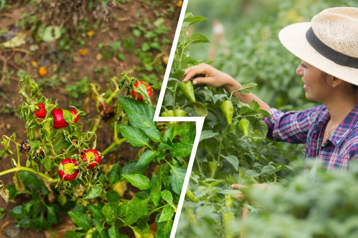 Дачники розповіли рецепт найефективнішого добрива для перцю в липні 2025