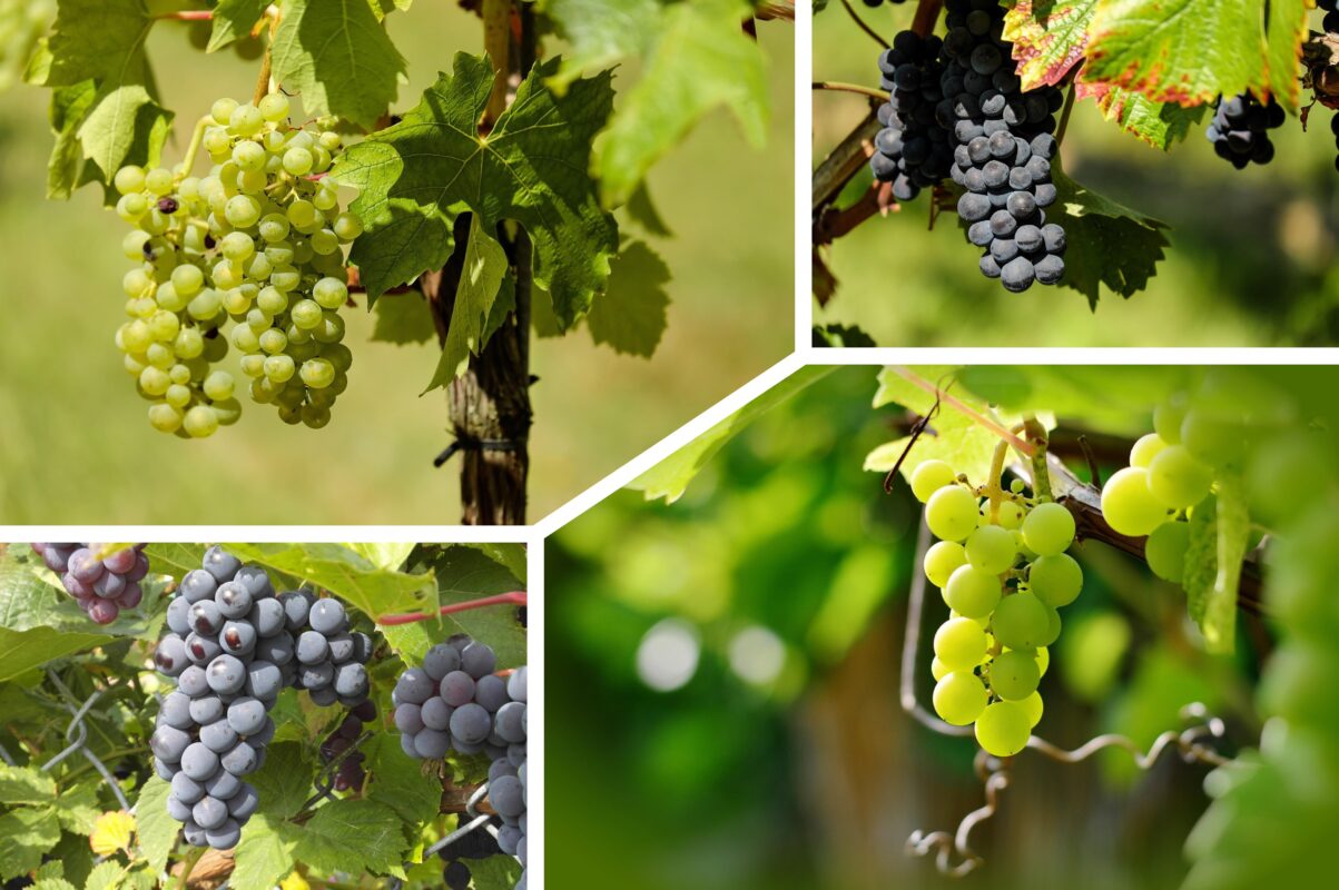 Як збив берегти виноград від гнилі