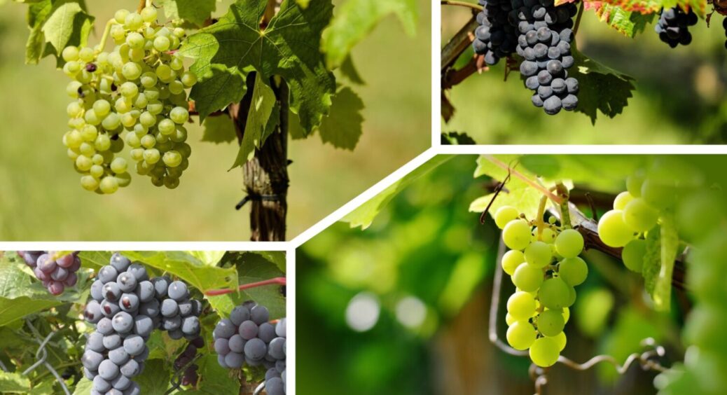 Ця зелень рятує виноград від гнилі: 1 настій, який не обходять стороною навіть знавці 