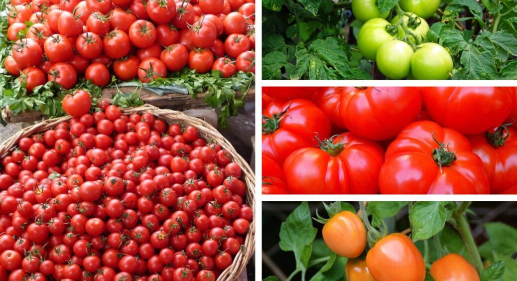 У вас є 4 дні, щоб зробити ЦЕ з томатами: який догляд потребують помідори в останні дні червня 