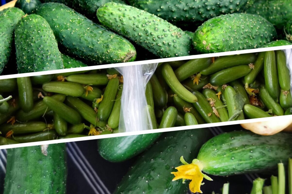 Садівники пояснили, через які помилки в догляді перестають плодоносити огірки