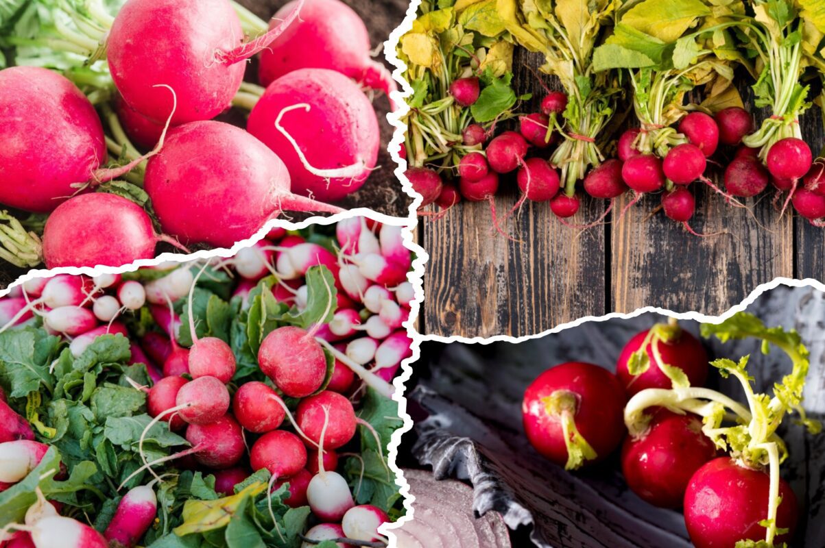Дачники розсекретили найсприятливіший час для посіву редиски на осінь