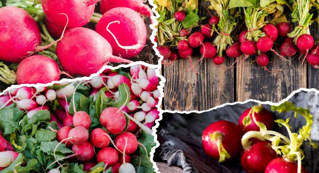 Рясний врожай овочу вже у вас в кишені: найсприятливіший час для посіву редиски під осінь 2025 