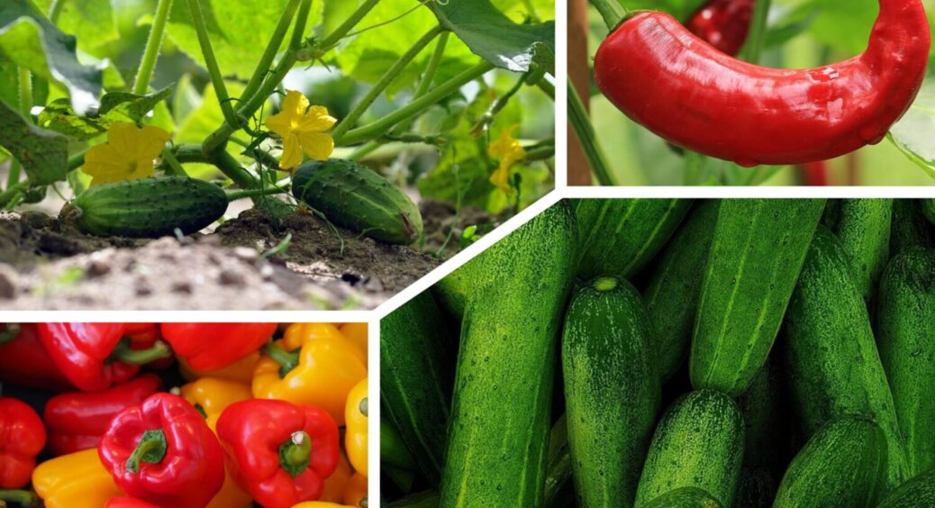 І для огірків, і для перцю – результат перевершить очікування: полив 2-х овочів для МЕГА врожаю 