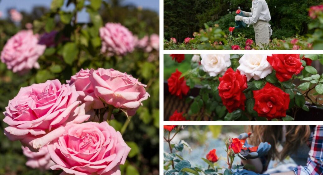 Секретний “коктейль” для троянд від радянських садівників: 15 хв і кущ стане квітучим фонтаном 
