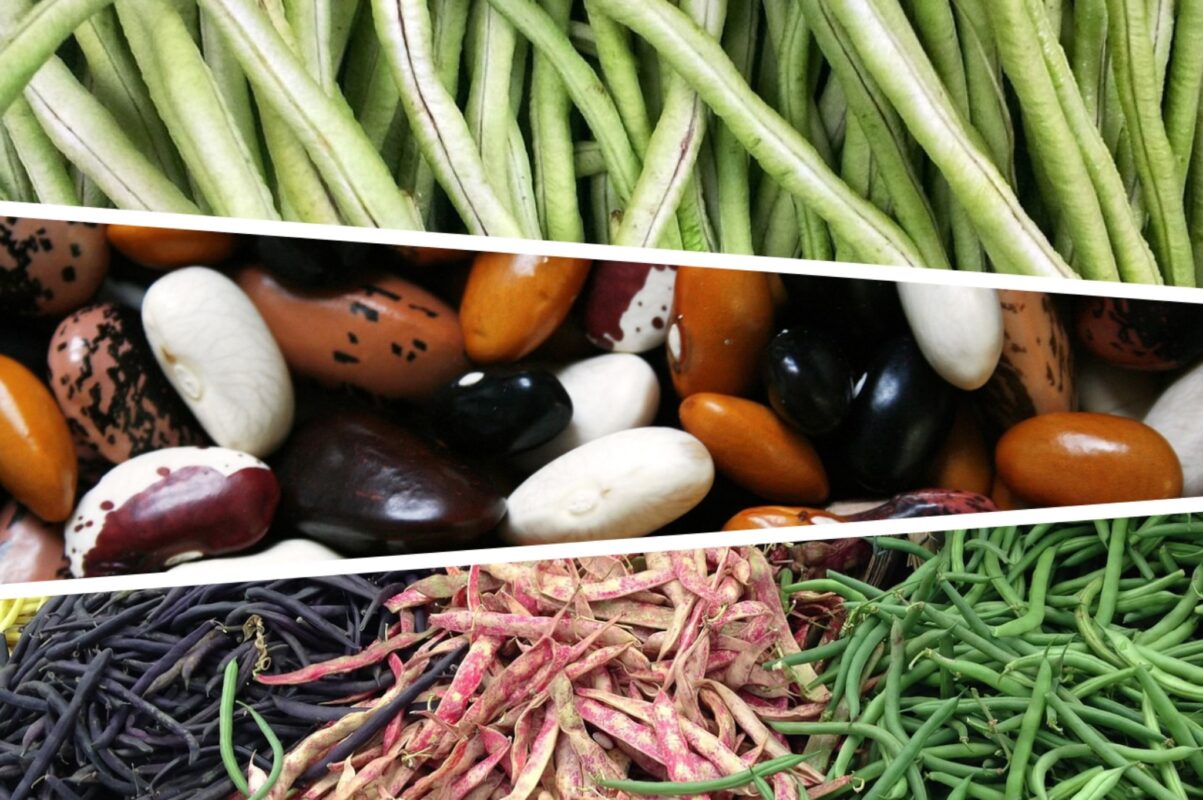 Дачники розсекретили найефективнішу підживку для квасолі – врожай буде щедрим