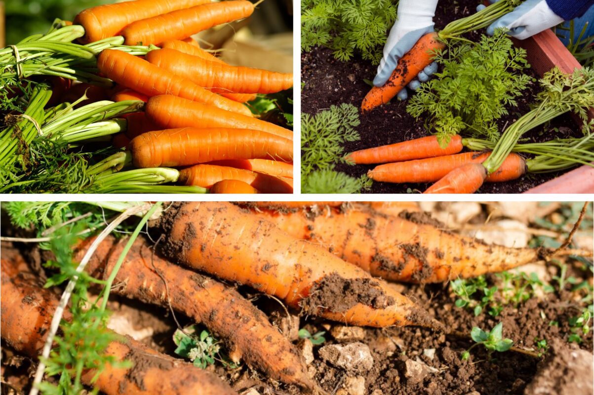 Агрономи назвали два сорти моркви, які без врожаю не залишать в 2025-му