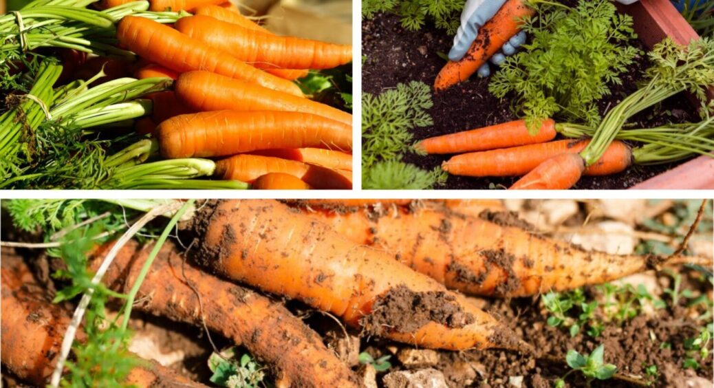 2 сорти-чемпіони – врожаю буде по голову: посадіть цю моркву в 2025-му – плоди супер солодкі 