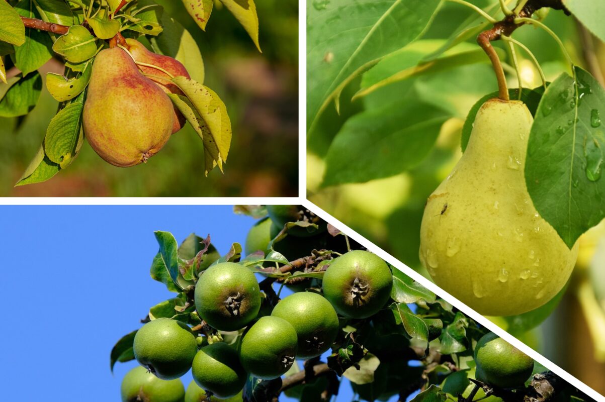 Садівники розповіли, чим підгодувати грушу для шаленого врожаю
