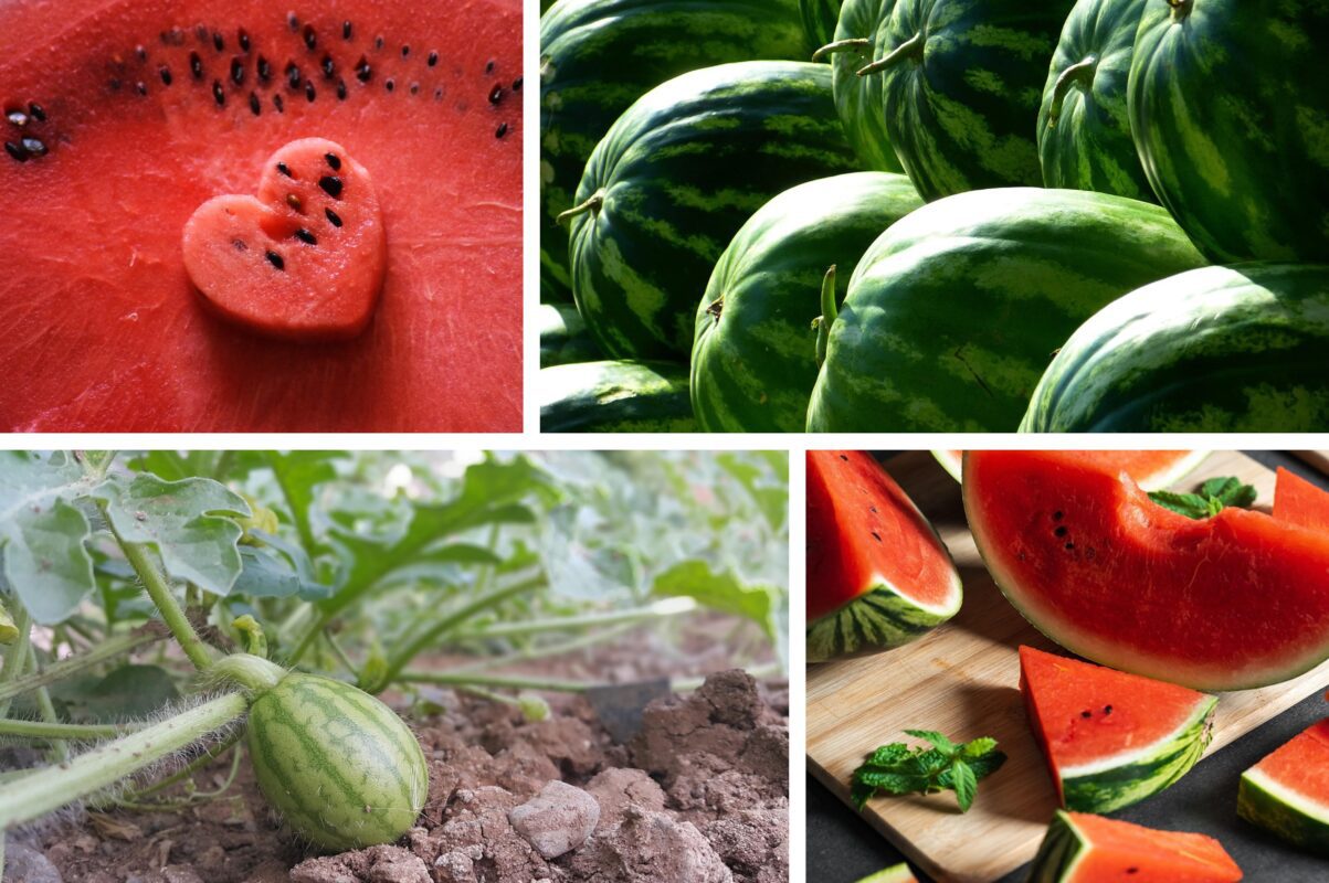 Садівники розсекретили найкращу підживку для кавунів влітку 2025