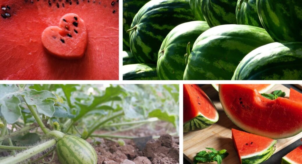 Кавуни обожнюють цю підживку: бабуся з Чернігова розповіла 1 головний секрет рясного врожаю 