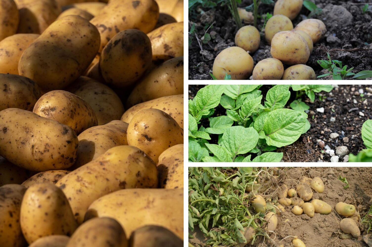 Городники розповіли, чим обприскати бульбу перед підгортанням для щедрого врожаю