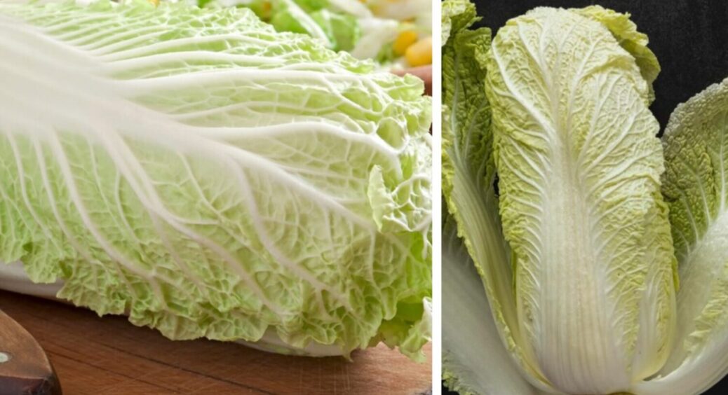 Вирощую пекінську капусту з року в рік – смакує всім! Як виростити цей овоч без зайвих зусиль 