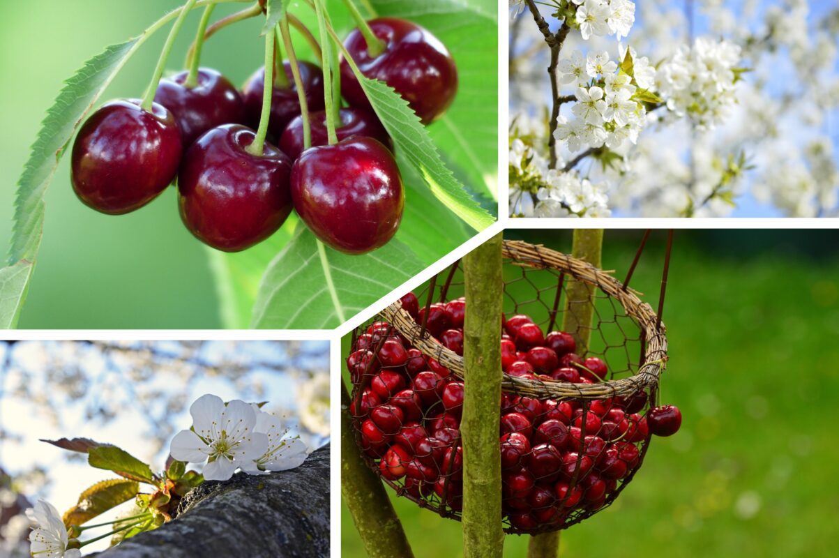 Садівники розповіли, чому черешня не дає ягід – як все виправити