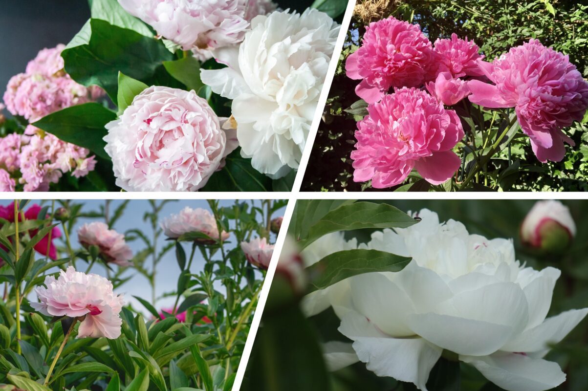 Квітникарі розповіли, що потрібно зробити з півоніями після завершення цвітіння
