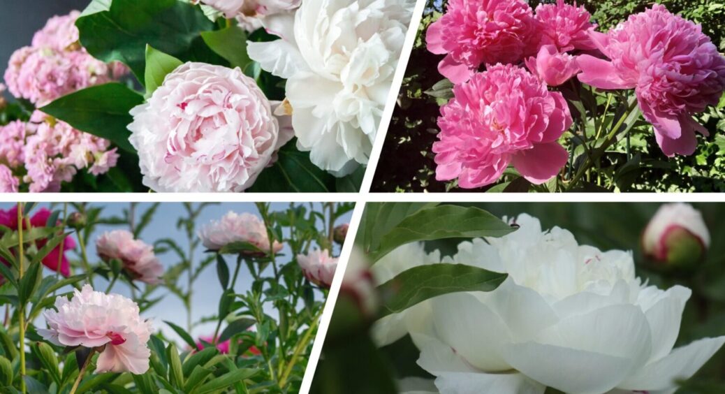 Після завершення квітнення півоній зробіть 1 дію – ваша гарантія на рясний цвіт наступного року 