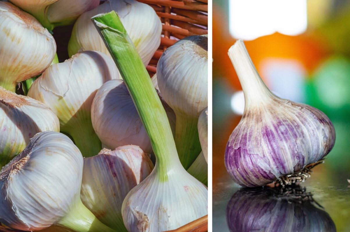 Городники розповіли, чим полити часник за місяць до збору врожаю – обовʼязково