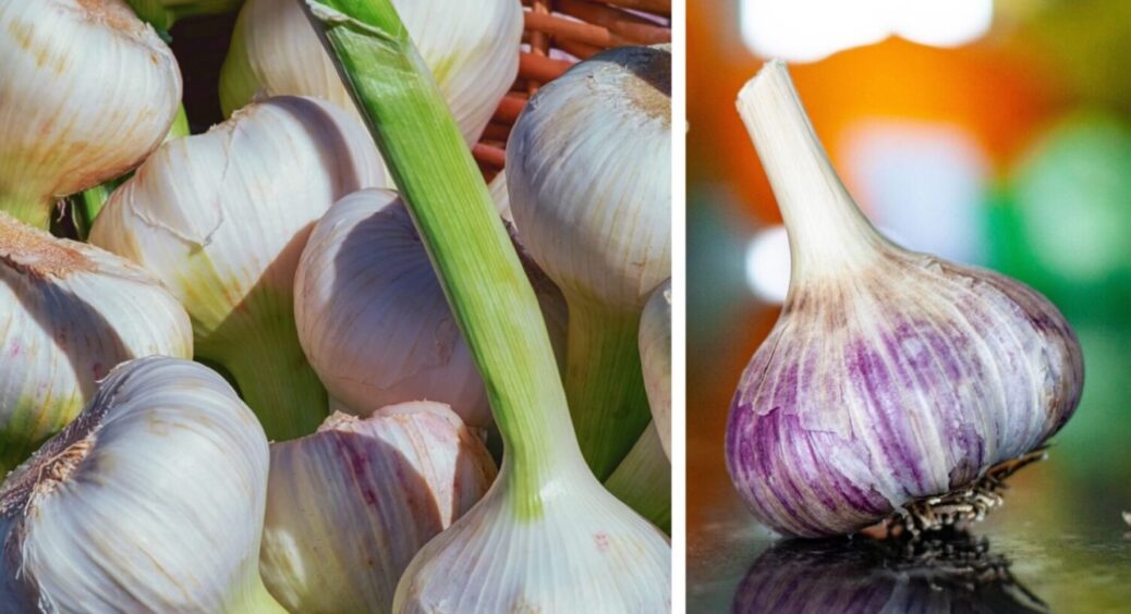 За 30 днів до збору врожаю – полийте рослину цим: чим підживити часник наприкінці вегетації 