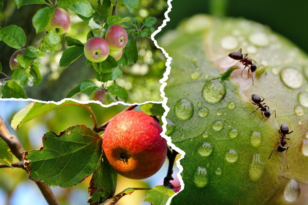 Садівники розповіли, як врятувати яблуню від мурах влітку 2025