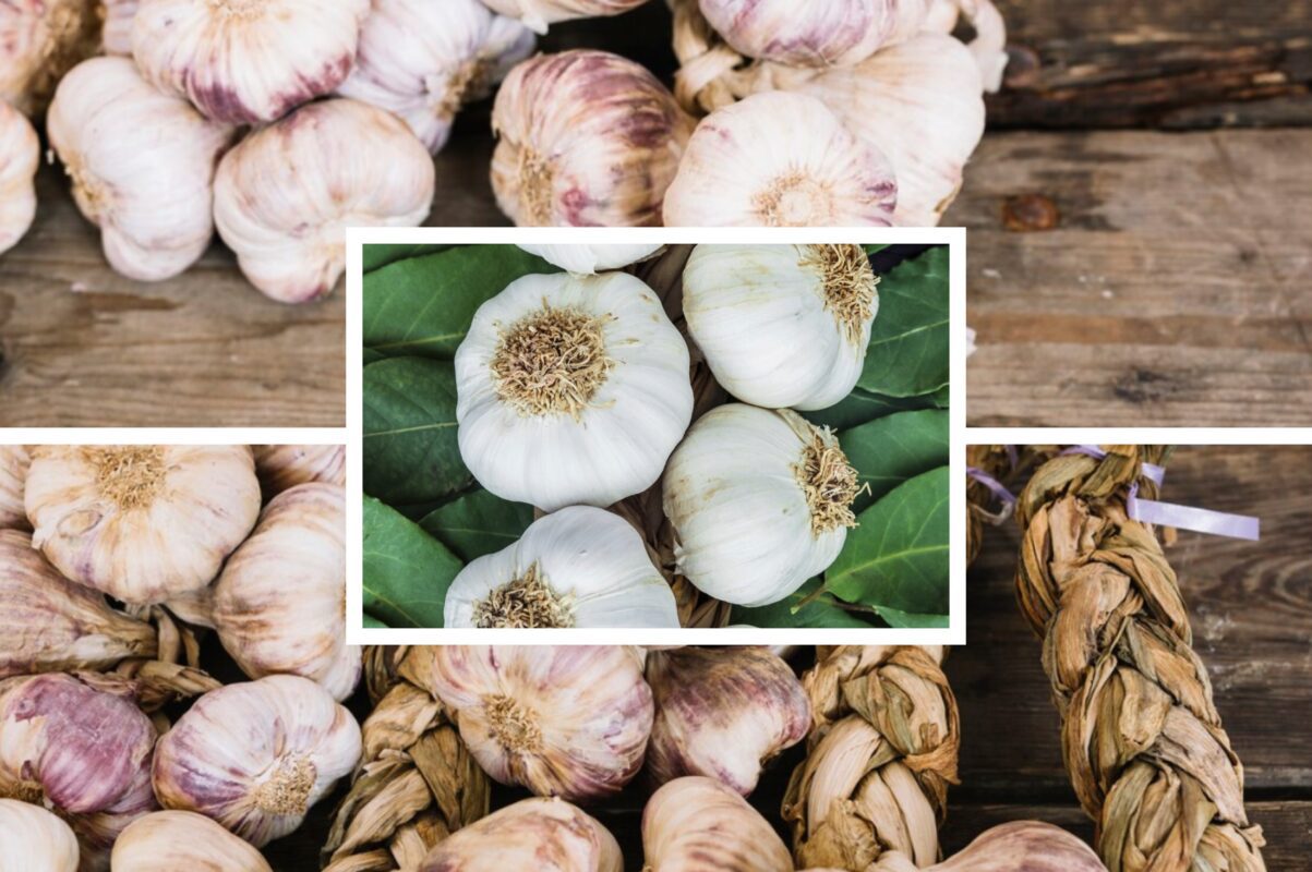 Садівники пояснили, які сидерати сіють на Черкащині після вирощування часнику