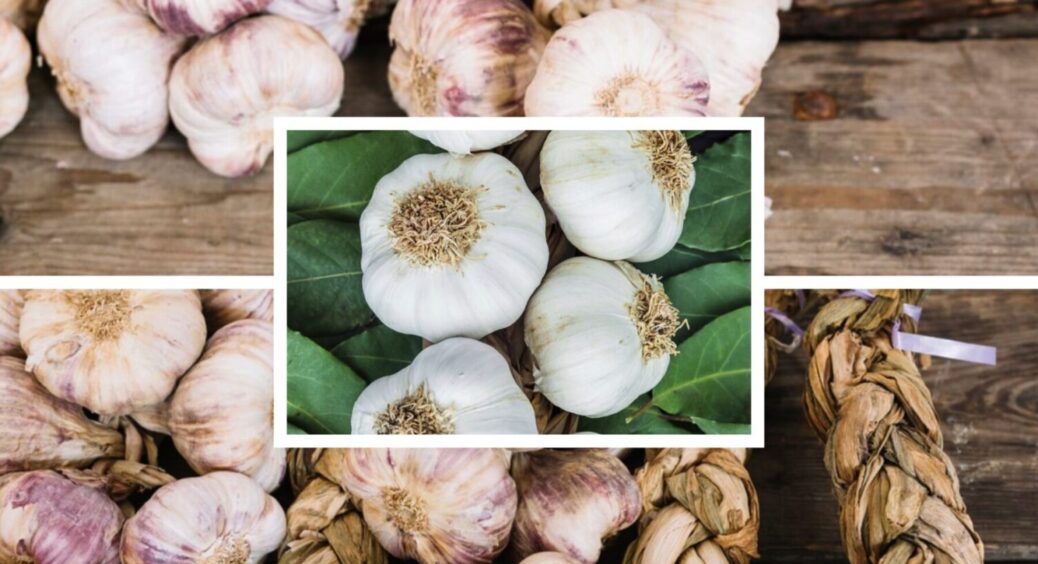 Часнику буде багато – зубчики розміром з кулак Володимира Кличка: чим полити овоч в 2025-му 