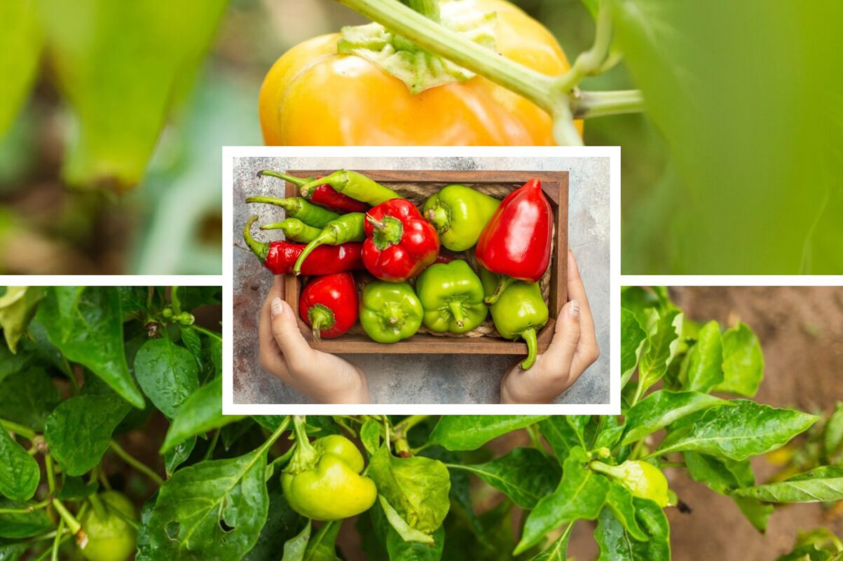 Кулінар розповів, як правильно зберігати перці вдома