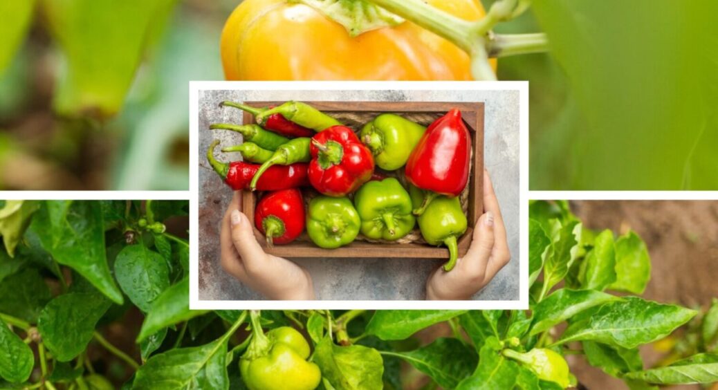 Геніальний спосіб зберігання перцю з Грибівки: урожай свіжий аж до грудня – 3 головні хитрощі 