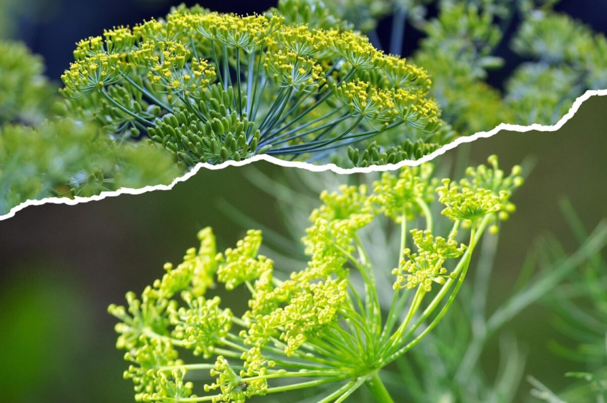 Агроном розповів, що зробити з насінням кропу перед висадкою