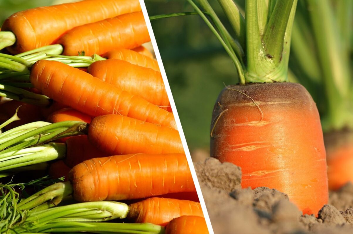 Експерт розповів, як зберегти моркву до наступної весни 