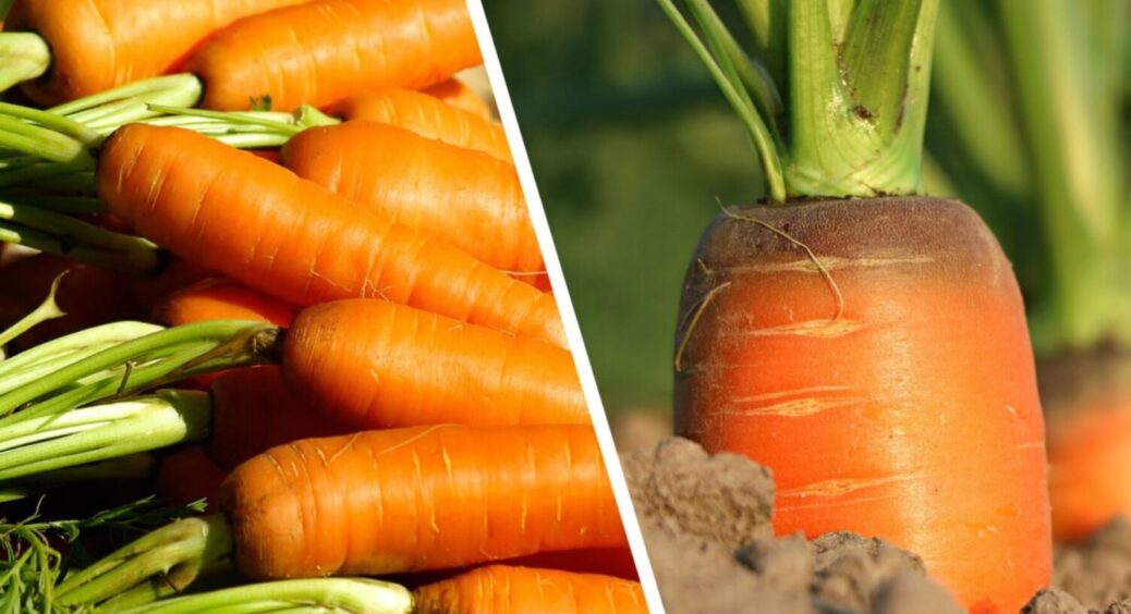 Морква ростиме рівна та солодка: чим підживити коренеплоди, коли вони вилізають з ґрунту 