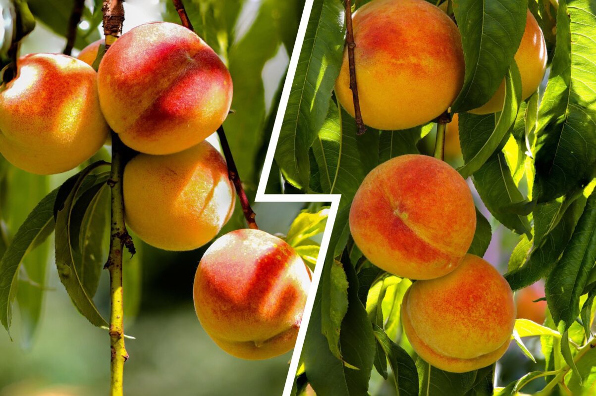 Садівники розповіли, чим обробити персик проти різних захворювань