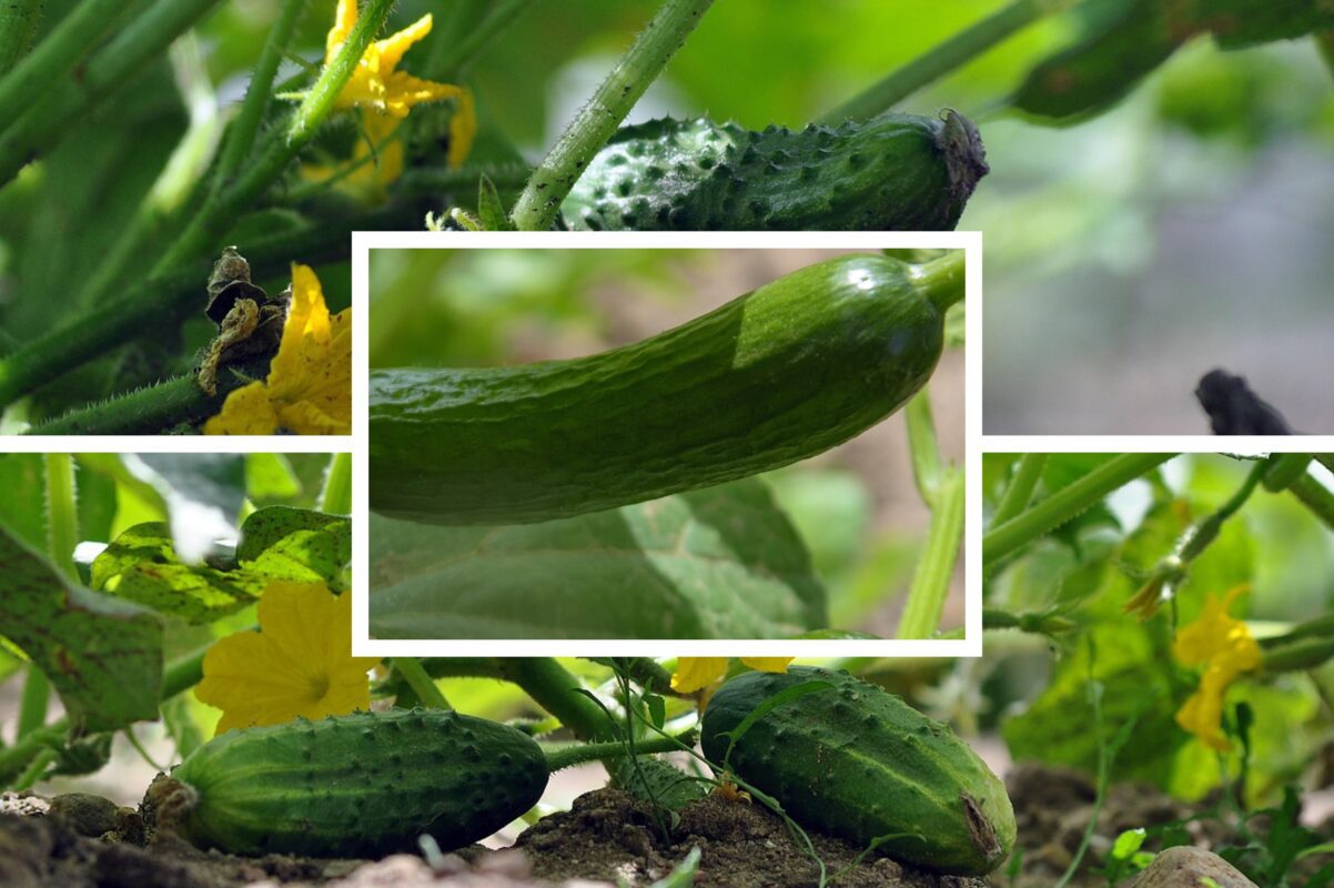 Господиня розповіла, чим поливати огірки для кращого врожаю