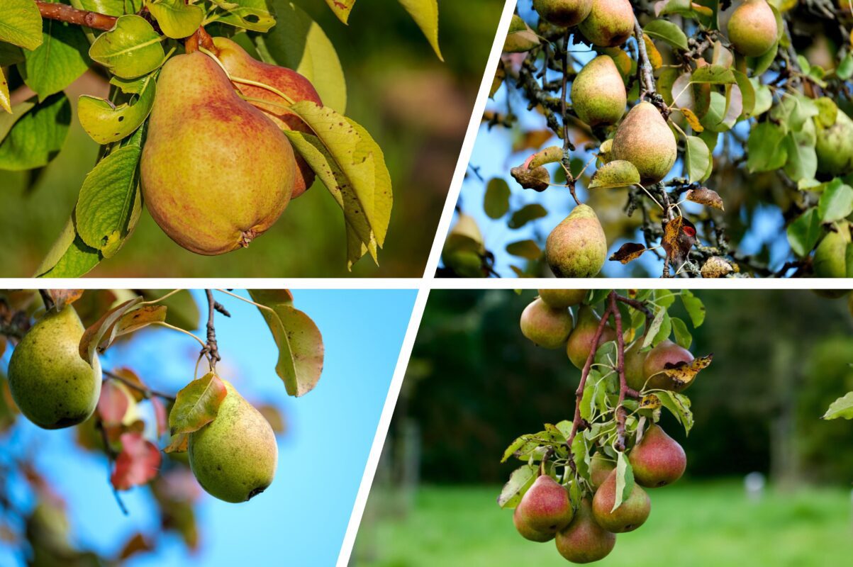 Експерт розповів, як підживити груші у саду 