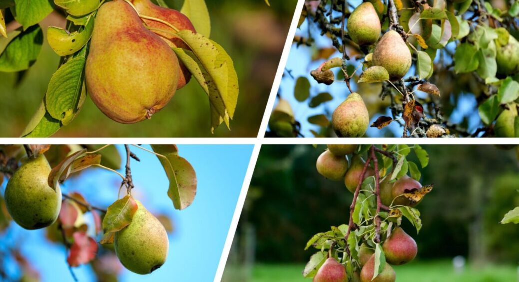 Груші підживлюють прямо під дощем – дерево віддячить 1000 разів: харків’яни давно так роблять 