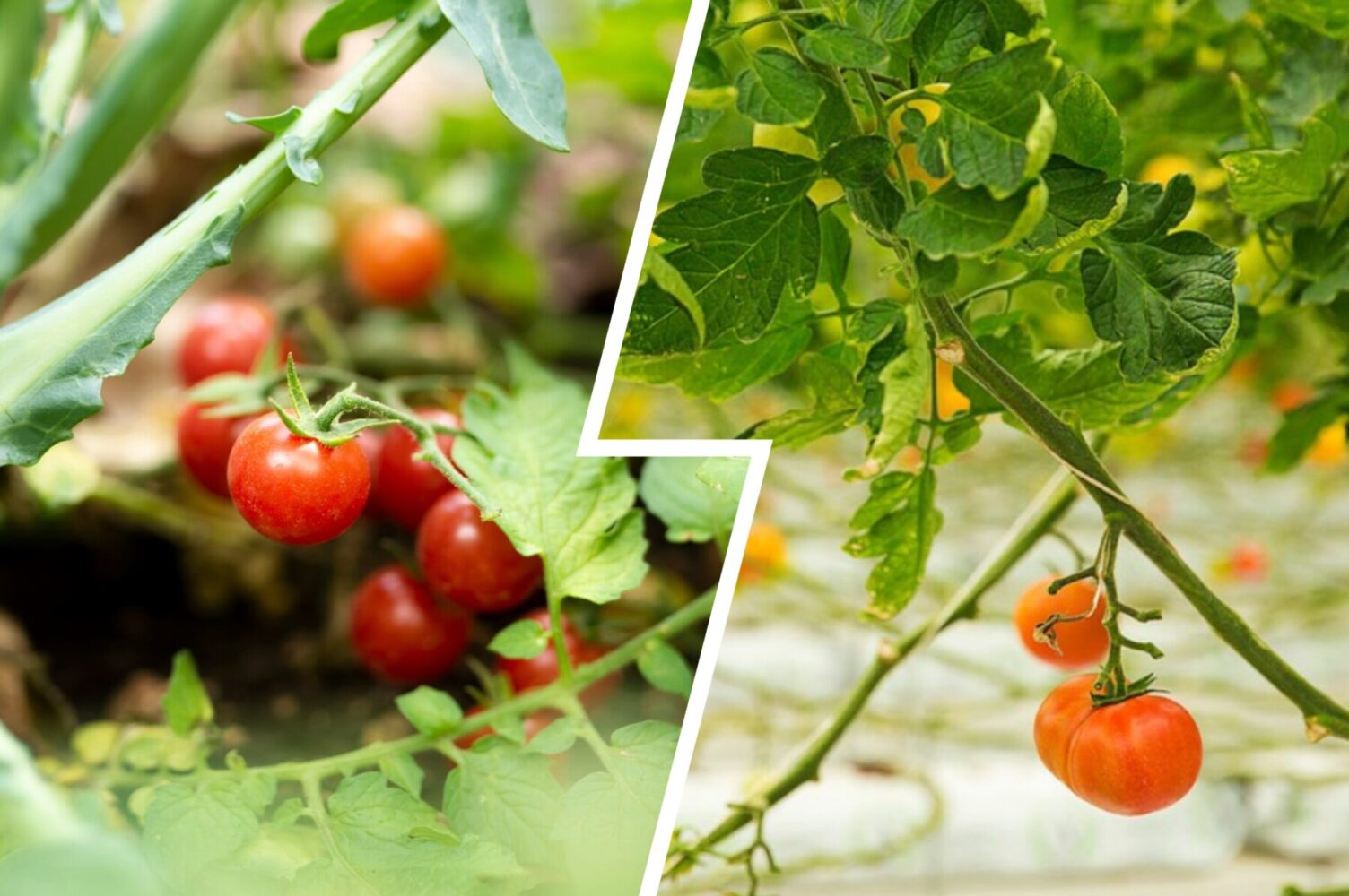 Городники розповіли, що зробити з помідорами, якщо на них є жовті плями