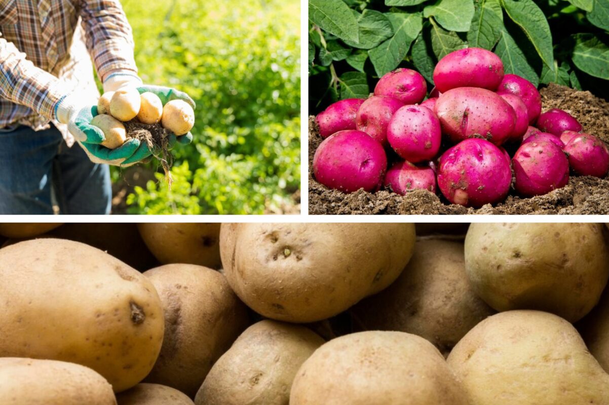 Дачники розповіли, що зробити з картоплею, щоб вона виросла великою