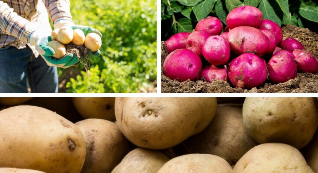 2 важливі дії, і картопля велика, як кавун: що зробити з бульбою на грядці в 2025-му 