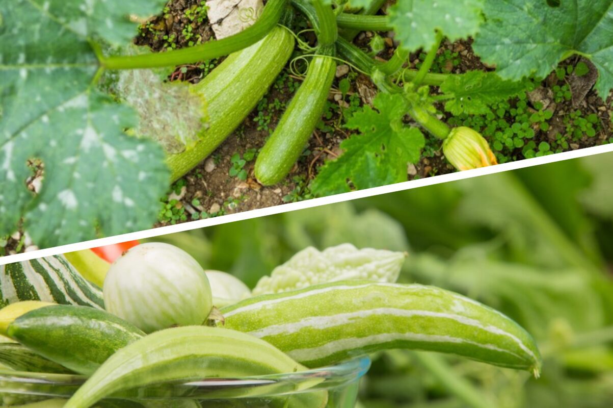 Городники розповіли, як отримати рясний врожай кабачків влітку 2025