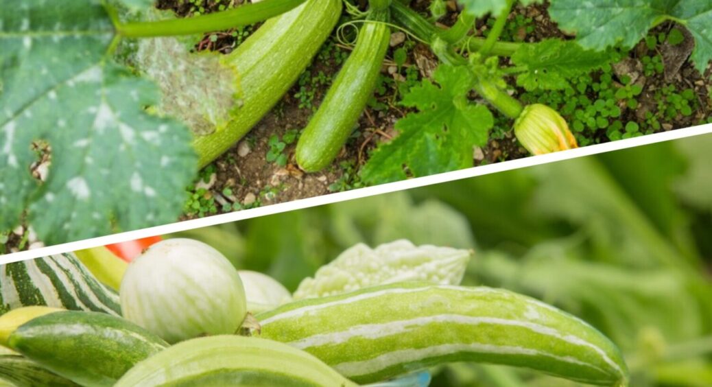Готуйте десятки відер – плодів буде “море”: як отримати великий врожай кабачків влітку 2025 