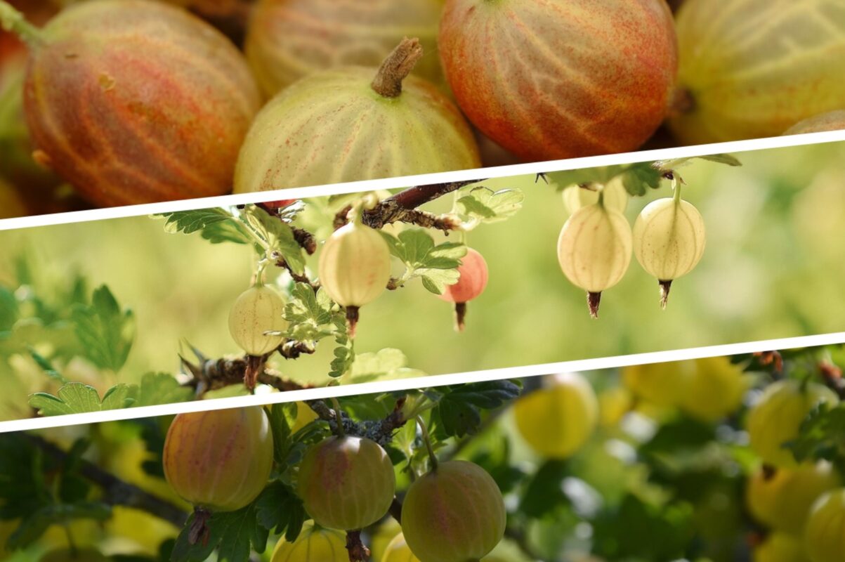 Садівники розповіли, що внести під кущ аґрусу в червні 2025