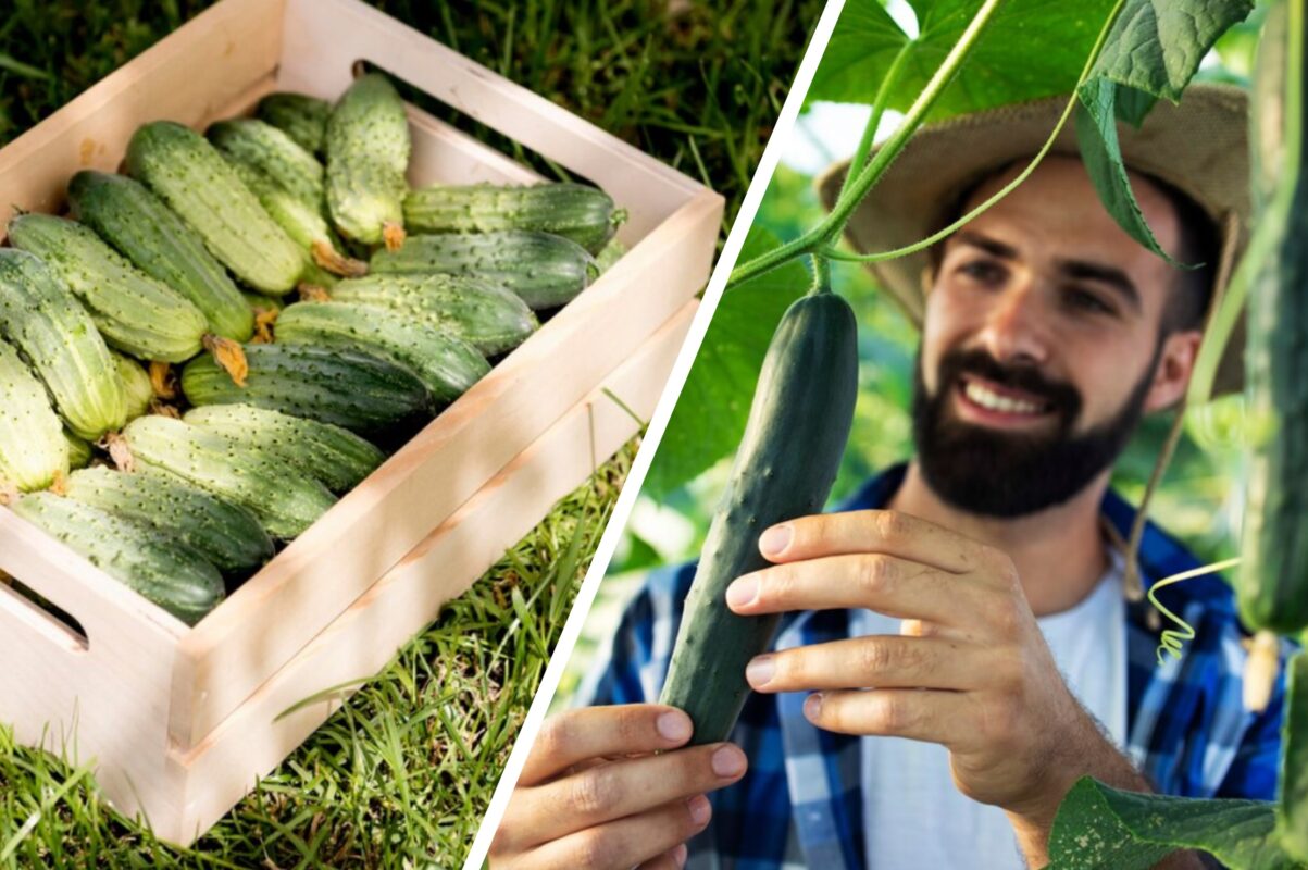 Дачники розсекретили найкраще підживлення для огірків у липні 2025