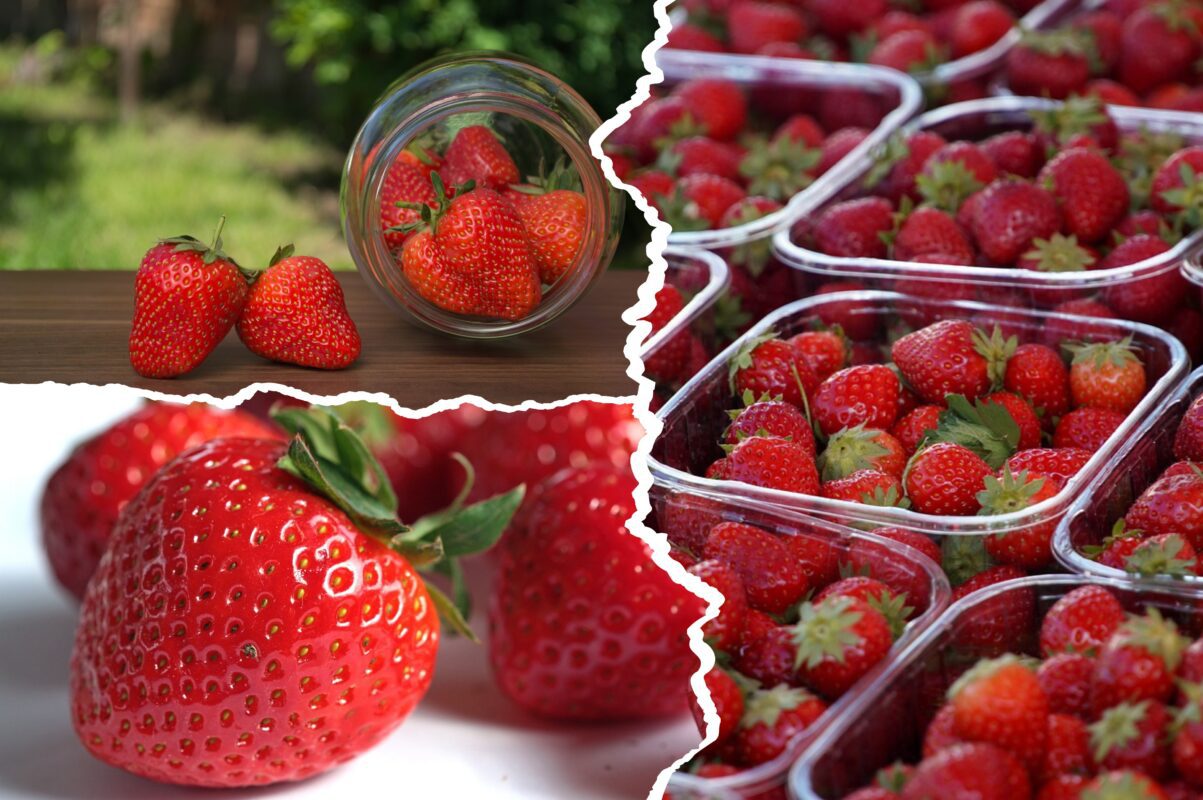 Садівники розповіли, що зробити з полуницею після завершення плодоношення